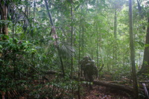 France, Regina, 2018-12-23. In French Guyana, the Green Berets of the Foreign Legion train soldiers in combat and surviv