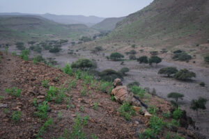 Djibouti, Djibouti, 2020-02-06. French military training into desert. Young officers learn how to survive and combat in 