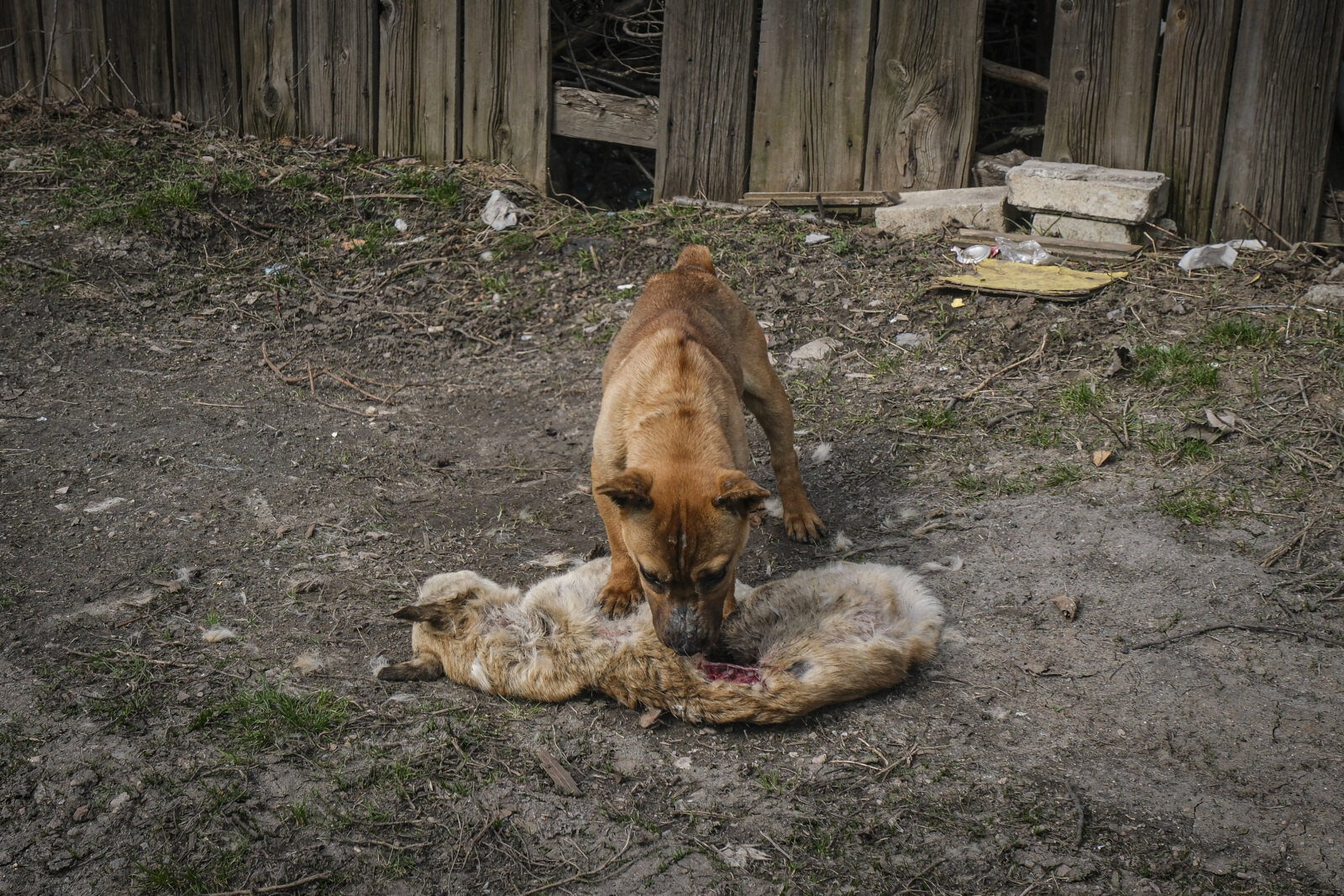 Ukraine, Tchassiv Yar, 2023-03-22. At few kilometers from the front line in Bakhmut, the city was almost destroy by the 