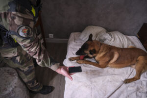 France, Gramat, 2026-03-03. Electronic detection dogs of the gendarmerie at the national dog training centre of Gramat, 