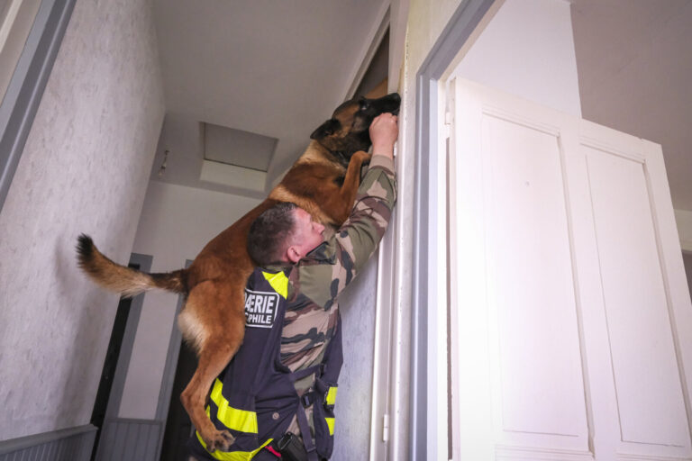 France, Gramat, 2026-03-03. Electronic detection dogs of the gendarmerie at the national dog training centre of Gramat, 