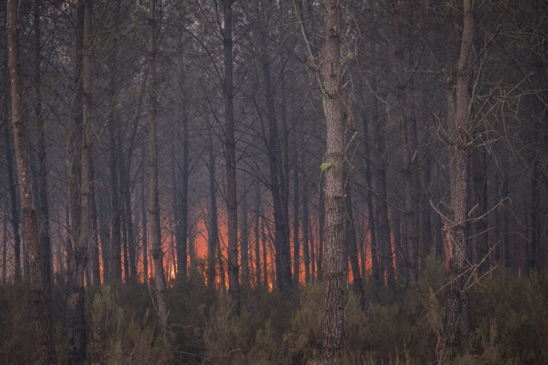 France, Bordeaux, 2026-07-26. Firefighters battle a forest fire in the pine woods of the Gironde on 26 July 2026, with g